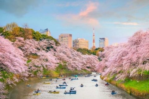 Nhật Bản (Osaka – Kyoto – Nagaya – Fuji – Tokyo 6N5Đ) – Trải nghiệm cung đường vàng mùa hoa anh đào
