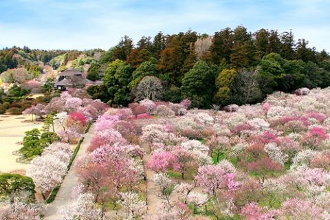 Nhật Bản (Tokyo – Fuji – Narita 5N4D) – Lễ hội hoa mơ Kairakuen