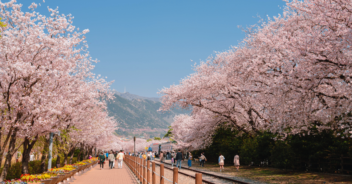 Lễ Hội Hoa Anh Đào Jinhae