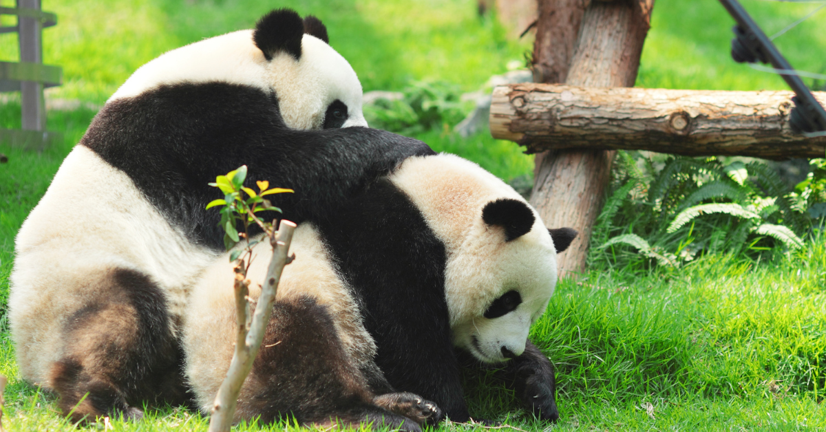 Sở Thú Bắc Kinh
