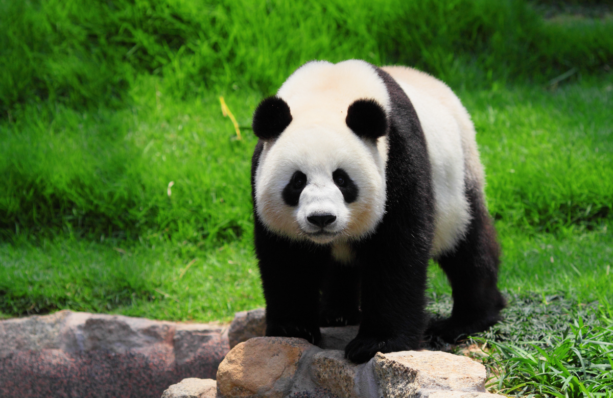 Công viên gấu trúc Thành Đô