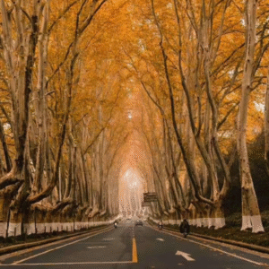 Đại Lộ Ngô Đồng