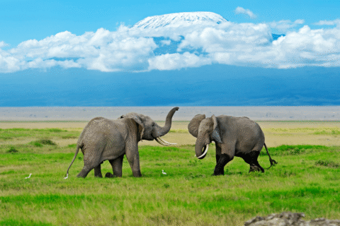 TOUR CHÂU PHI_KENYA – SAFARI – NAKURU LAKE