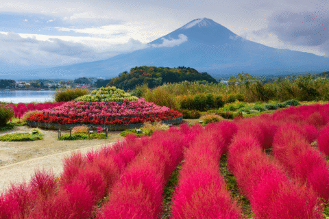 TOUR MÙA THU NHẬT BẢN – TOKYO – NÚI PHÚ SĨ – ĐẠI LỘ ICHO NAMIKI